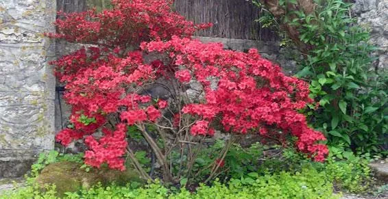 paysagiste jardins (10)